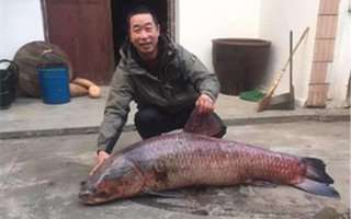 男子钓到百斤巨无霸大鱼 长达1米