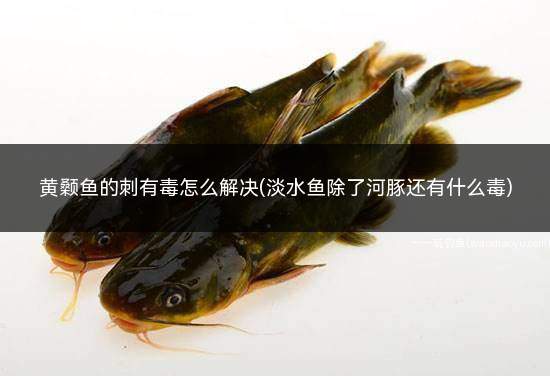 黄颡鱼的刺有毒怎么解决(淡水鱼除了河豚还有什么毒)