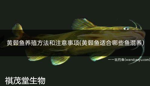 黄颡鱼养殖方法和注意事项(黄颡鱼适合哪些鱼混养)