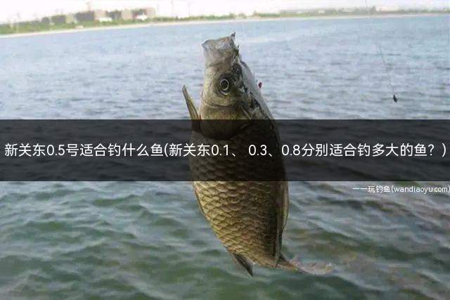 新关东0.5号适合钓什么鱼(新关东0.1、 0.3、0.8分别适合钓多大的鱼？)