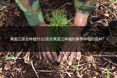 黑龙江适合种植什么(适合黑龙江种植的春季种植的品种？)