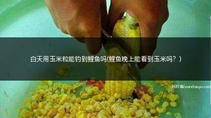 白天用玉米粒能钓到鲤鱼吗(鲤鱼晚上能看到玉米吗？)