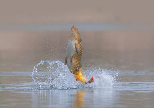 但凡看见鱼在水面频繁跳跃，就赶紧收竿