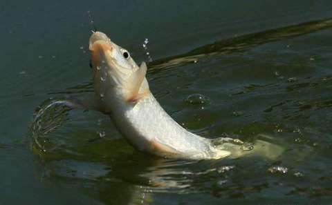 几种常见淡水鱼的台钓方法
