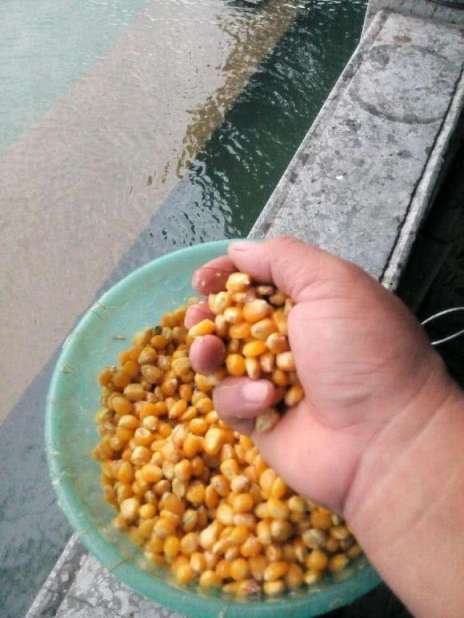 玉米粒水库博大鱼，窝饵和钓饵的泡制方法