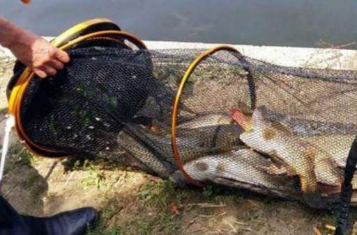 在生活当中，可以供钓鱼人使用的六种特效鲤鱼饵