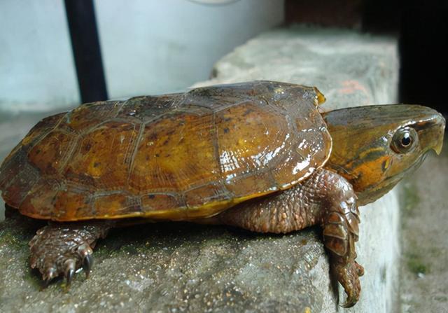 杭州清凉峰溪发现龟仙人，鹰嘴，平胸长尾。你看过吗？