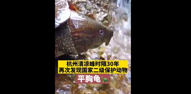 杭州清凉峰溪发现龟仙人，鹰嘴，平胸长尾。你看过吗？
