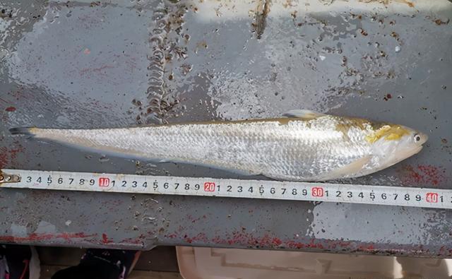 禁渔效果显着！ 时隔30年，长江中游首次发现刀鱼