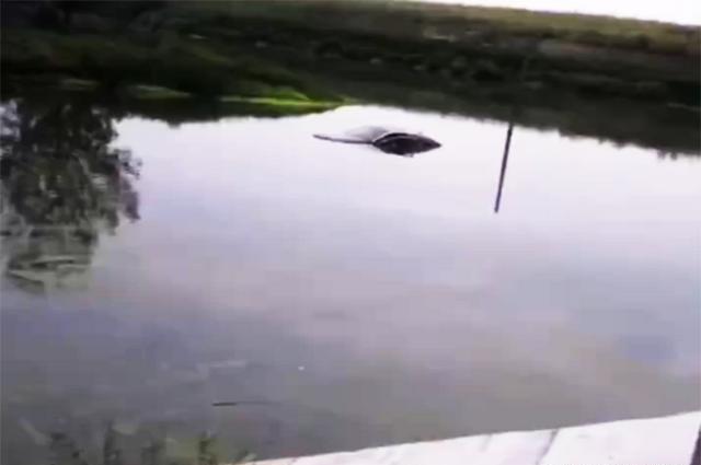汽车冲进池塘，屋顶的钓鱼被救出。
