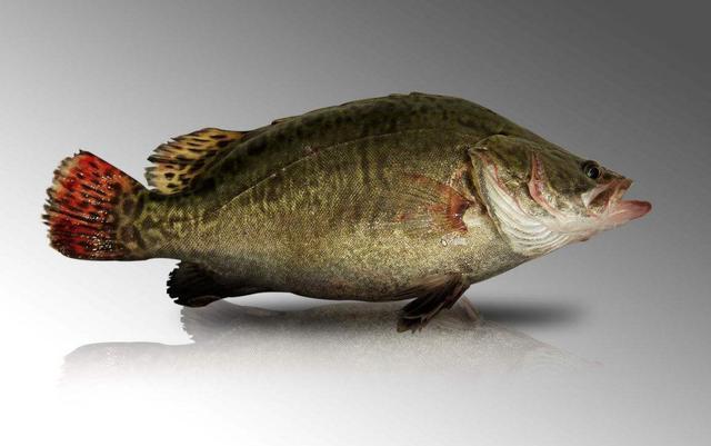 四大名鱼中的松花江鳜产量不足万吨，鳜鱼南迁，究竟为何