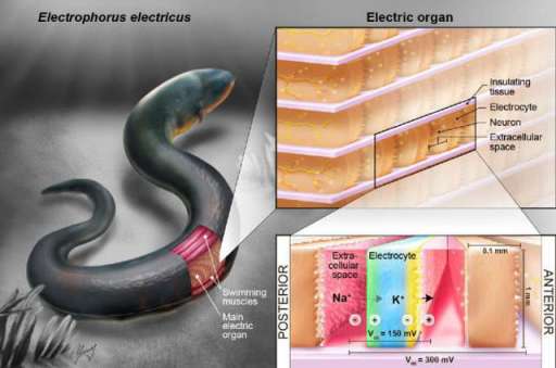 亚马逊电鳗介绍，其放电瞬间电压可高达886伏