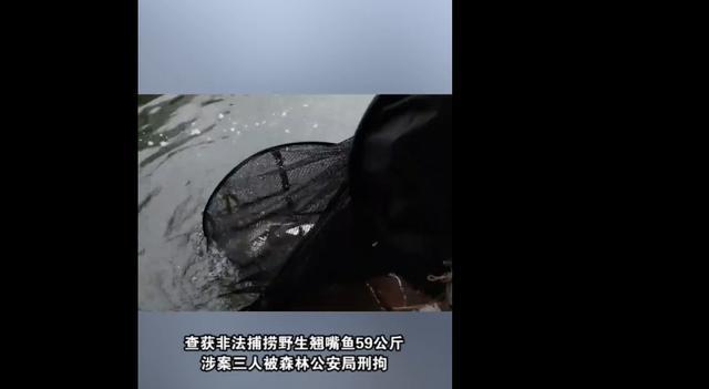 三个人在永州，钓，赢了69斤翘嘴鱼为什么被拘留？原因有三。
