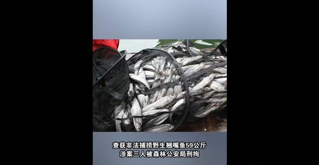 三个人在永州，钓，赢了69斤翘嘴鱼为什么被拘留？原因有三。