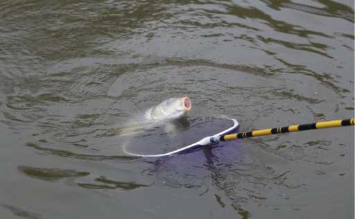 黑坑钓回锅鱼，高手的实用调漂技巧