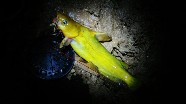 不少钓友都喜欢钓黄颡鱼，分享我钓黄颡鱼的8个技巧
