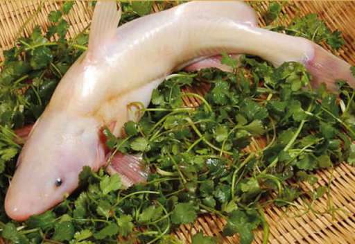 此鱼上海称鮰老鼠，四川名江团，贵州习鱼怎么钓