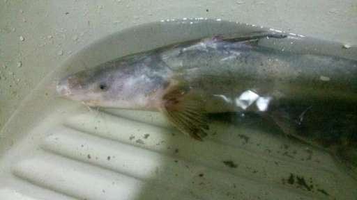此鱼上海称鮰老鼠，四川名江团，贵州习鱼怎么钓
