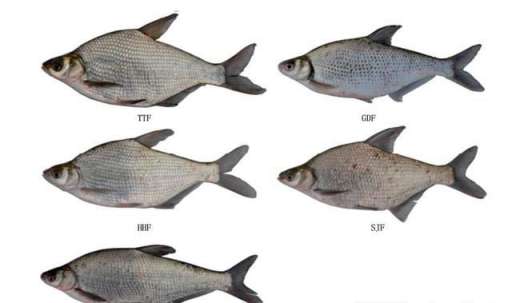 鲂鱼和鳊鱼的区别，以及细节的区分