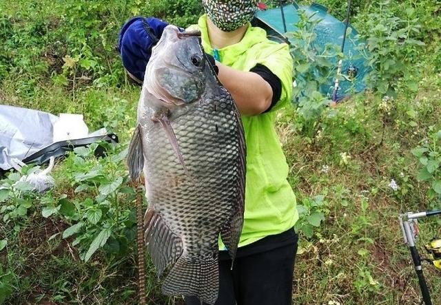 谷麦探钓80斤罗非鱼，收获一条8斤野生巨型罗非鱼