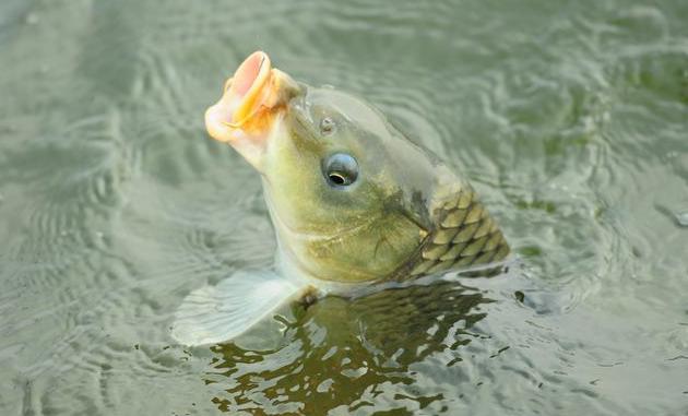 秋季钓大鱼，选择这些钓点，让你的鱼获猛增