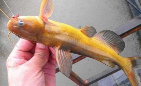 秋季手竿钓黄颡鱼，线组和钓法很关键