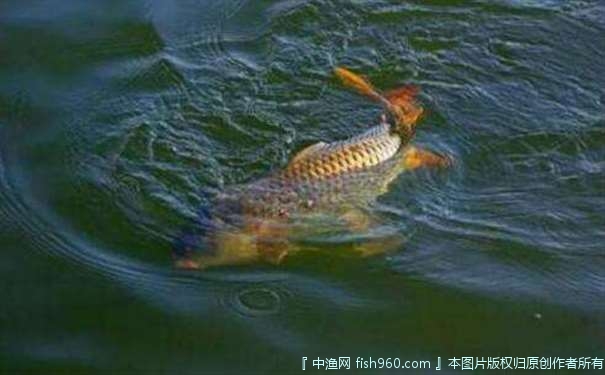 水库夏钓鲢鳙的钓具选择用饵与遛鱼技巧，钓好鱼的关键