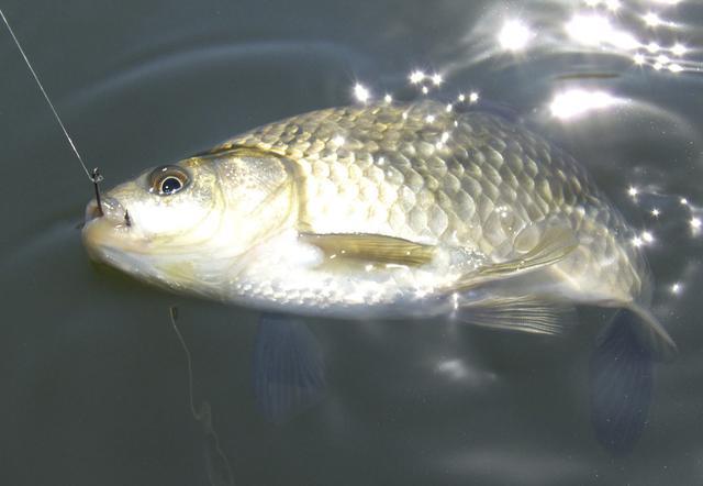 水温高低和鱼息息相关，更替温度是鱼难钓的主要原因