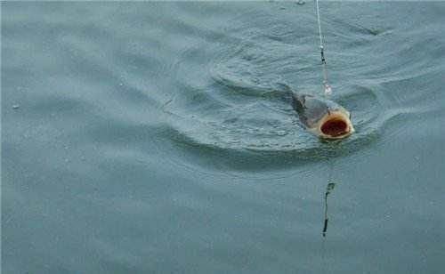 同是鲤鱼，为何黑坑用的饵料，很难钓上野生鲤鱼