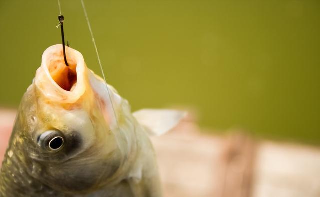 为什么冬季大板鲫很常见，夏季鲫鱼又少又小