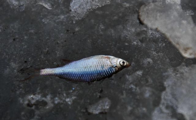 为什么冬季大板鲫很常见，夏季鲫鱼又少又小