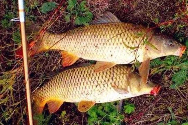 夏季户外野钓鲤鱼的技巧和方法分享