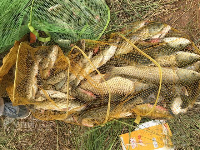 夏季野钓 草鱼全面策略，钓位是最重要的，饵料有