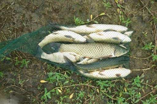 仲秋时期，野钓大草鱼必须弄明白的4个技巧