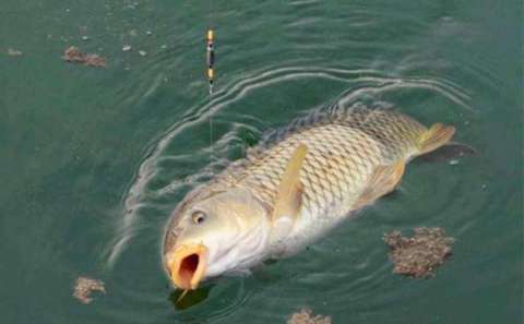 自然水域野钓鲤鱼的4大武器