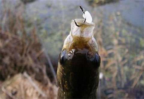 春季钓鲫鲤鳊，可用米饭粒做钓饵