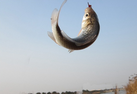 冬季用红虫饵钓鱼时如何调漂？