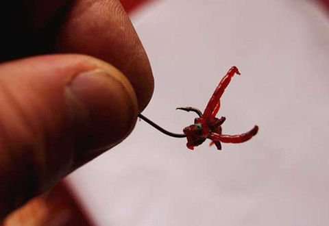 秋冬季保存鲜活红虫的两种小技巧