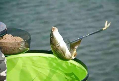 夏季野钓防止闹小鱼对大鱼又好用的饵料配方