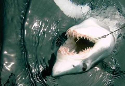 为什么海钓人喜欢钓大体型鱼，却很怕钓鲨鱼？