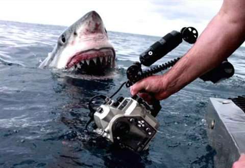 海钓金枪、马林鱼时遭遇鲨鱼咬钩怎么办？