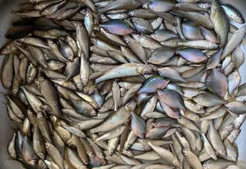 河沟杂鱼泛滥，一天可钓上百条，可惜味苦难吃
