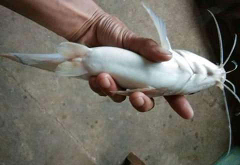 四川地区现大量白骨鱼，浑身白色，许多人钓获，入侵物种？