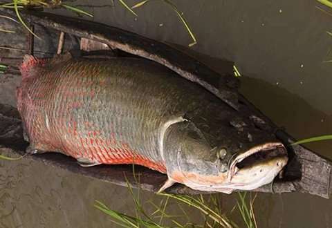 万佛湖有人拍到巨型水生物出没，当地人：禁渔多年确有大鱼
