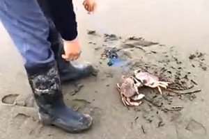 海边浅滩矶竿钓鱼 一竿钓到两只螃蟹