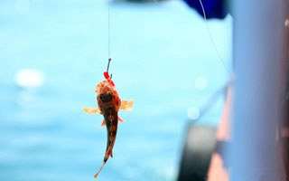 拟饵逗钓褐菖鲉的钓具配备与垂钓钓法分享
