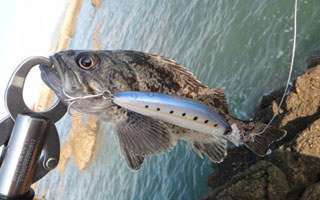 路亚黑鲪鱼的潮汐钓点选择与拟饵的用法