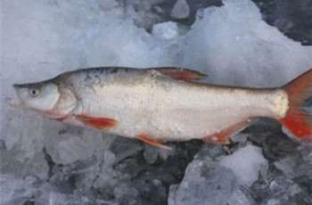 介绍钓红尾鱼的三种常用钓法
