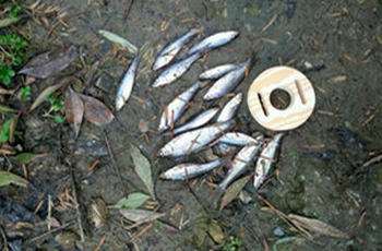 野外钓鱼应对小杂鱼闹窝的七个技巧