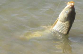 钓友分享钓鲤鱼的提竿遛鱼技巧